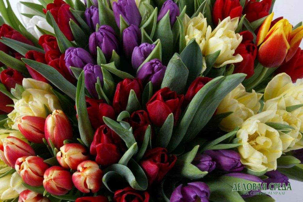 В Екатеринбург прилетели более 500 тонн цветов из Голландии