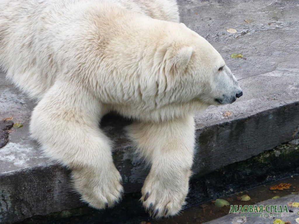 Чучело Масленицы в Екатеринбургском зоопарке отдадут белому медведю