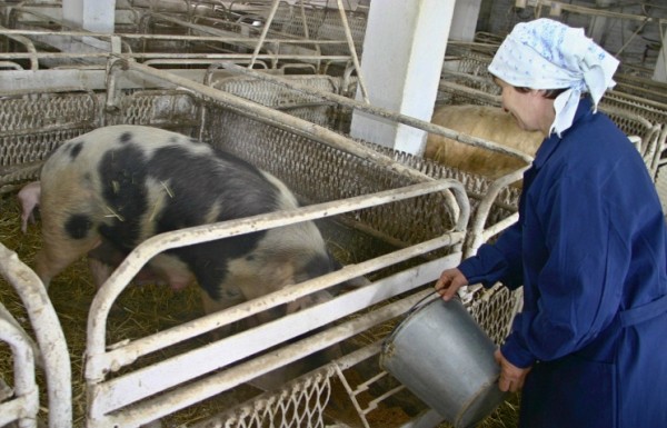 Кабмин РФ выделит 4,45 млрд руб. на развитие мясного скотоводства