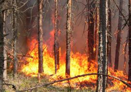В Уральском Федеративном округе сожжено 7,1 тысячи га леса