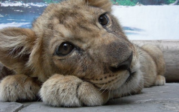 В Екатеринбурге умерла львица, которую везли в поезде под видом кошки