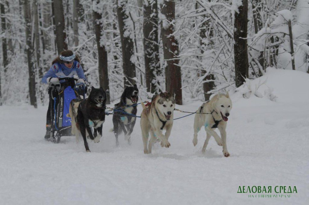 В лесу под Екатеринбургом гонщики на собачьих упряжках побьются за путевку в Арктику