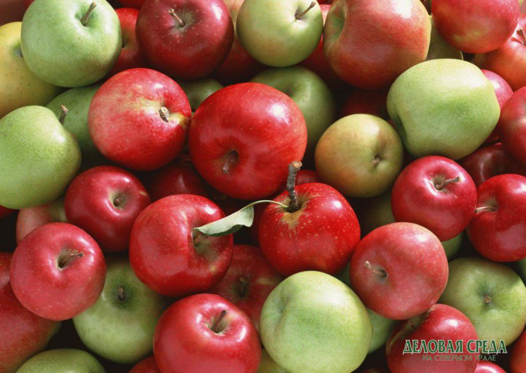 В Свердловской области уничтожили 150 кг яблок в рамках борьбы с санкционными продуктами