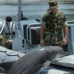 20 боевых дельфинов будут обучаться в Черном море