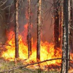 В Уральском Федеративном округе сожжено 7,1 тысячи га леса