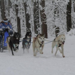 В лесу под Екатеринбургом гонщики на собачьих упряжках побьются за путевку в Арктику