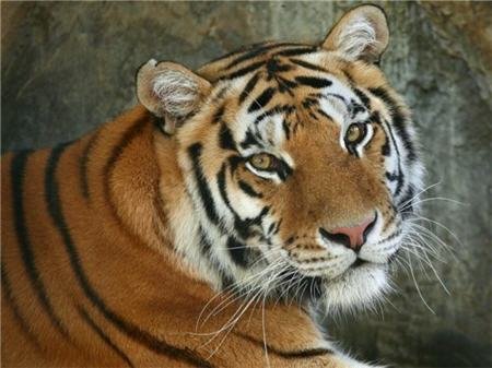 Специалисты устанавливают причины гибели амурского тигра в Приморье