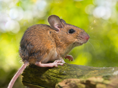 Гибрид гена мышей и растений спасет от вредных токсинов