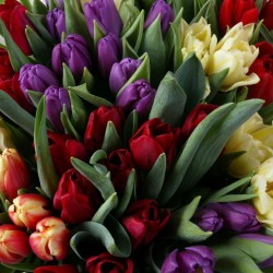 В Екатеринбург прилетели более 500 тонн цветов из Голландии