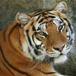 Специалисты устанавливают причины гибели амурского тигра в Приморье