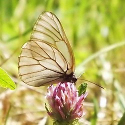 В Екатеринбурге родилась уникальная бабочка-альбинос