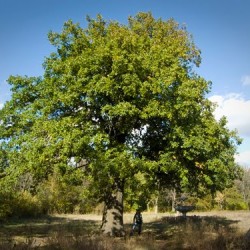 Произрастающий под Вологдой двухсотлетний дуб стал памятником живой природы