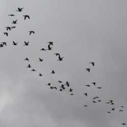 Орнитологи Свердловской области просят помочь перелетным птицам