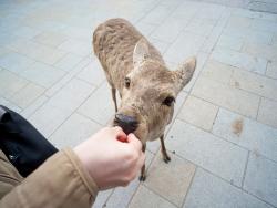 В Японии туристов просят остерегаться оленей