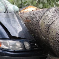 Здравствуй, дерево! В Екатеринбурге две машины придавило упавшим тополем